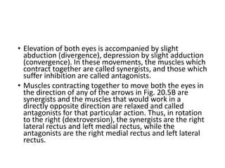 • Elevation of both eyes is accompanied by slight
abduction (divergence), depression by slight adduction
(convergence). In these movements, the muscles which
contract together are called synergists, and those which
suffer inhibition are called antagonists.
• Muscles contracting together to move both the eyes in
the direction of any of the arrows in Fig. 20.5B are
synergists and the muscles that would work in a
directly opposite direction are relaxed and called
antagonists for that particular action. Thus, in rotation
to the right (dextroversion), the synergists are the right
lateral rectus and left medial rectus, while the
antagonists are the right medial rectus and left lateral
rectus.
 