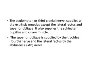 • The oculomotor, or third cranial nerve, supplies all
the extrinsic muscles except the lateral rectus and
superior oblique. It also supplies the sphincter
pupillae and ciliary muscle.
• The superior oblique is supplied by the trochlear
(fourth) nerve and the lateral rectus by the
abducens (sixth) nerve
 