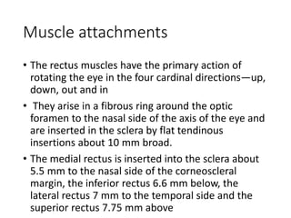 Muscle attachments
• The rectus muscles have the primary action of
rotating the eye in the four cardinal directions—up,
down, out and in
• They arise in a fibrous ring around the optic
foramen to the nasal side of the axis of the eye and
are inserted in the sclera by flat tendinous
insertions about 10 mm broad.
• The medial rectus is inserted into the sclera about
5.5 mm to the nasal side of the corneoscleral
margin, the inferior rectus 6.6 mm below, the
lateral rectus 7 mm to the temporal side and the
superior rectus 7.75 mm above
 