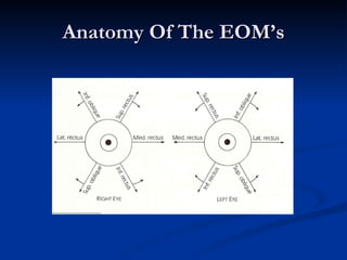 Anatomy Of The EOM’s 