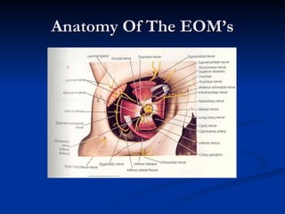Anatomy Of The EOM’s 