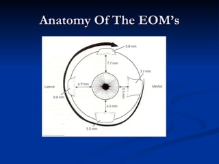 Anatomy Of The EOM’s 