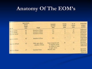 Anatomy Of The EOM’s 