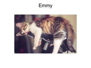 Emmy 