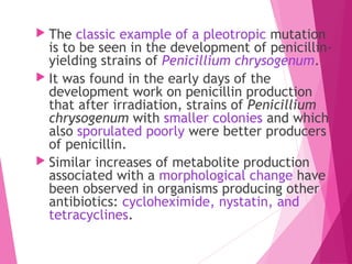  The classic example of a pleotropic mutation
is to be seen in the development of penicillin-
yielding strains of Penicillium chrysogenum.
 It was found in the early days of the
development work on penicillin production
that after irradiation, strains of Penicillium
chrysogenum with smaller colonies and which
also sporulated poorly were better producers
of penicillin.
 Similar increases of metabolite production
associated with a morphological change have
been observed in organisms producing other
antibiotics: cycloheximide, nystatin, and
tetracyclines.
 