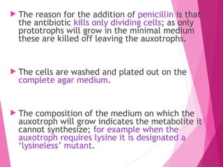  The reason for the addition of penicillin is that
the antibiotic kills only dividing cells; as only
prototrophs will grow in the minimal medium
these are killed off leaving the auxotrophs.
 The cells are washed and plated out on the
complete agar medium.
 The composition of the medium on which the
auxotroph will grow indicates the metabolite it
cannot synthesize; for example when the
auxotroph requires lysine it is designated a
‘lysineless’ mutant.
 