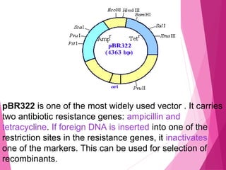 pBR322 is one of the most widely used vector . It carries
two antibiotic resistance genes: ampicillin and
tetracycline. If foreign DNA is inserted into one of the
restriction sites in the resistance genes, it inactivates
one of the markers. This can be used for selection of
recombinants.
 