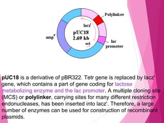 pUC18 is a derivative of pBR322. Tetr gene is replaced by lacz'
gene, which contains a part of gene coding for lactose
metabolizing enzyme and the lac promoter. A multiple cloning site
(MCS) or polylinker, carrying sites for many different restriction
endonucleases, has been inserted into lacz'. Therefore, a large
number of enzymes can be used for construction of recombinant
plasmids.
 