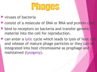  viruses of bacteria
 consist of a molecule of DNA or RNA and protein coat.
 bind to receptors on bacteria and transfer genetic
material into the cell for reproduction.
 can enter a lytic cycle which leads to lysis of host cell
and release of mature phage particles or they can be
integrated into host chromosome as prophage and
maintained (lysogeny).
 