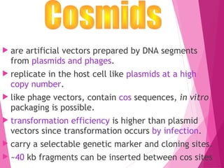  are artificial vectors prepared by DNA segments
from plasmids and phages.
 replicate in the host cell like plasmids at a high
copy number.
 like phage vectors, contain cos sequences, in vitro
packaging is possible.
 transformation efficiency is higher than plasmid
vectors since transformation occurs by infection.
 carry a selectable genetic marker and cloning sites.
 ~40 kb fragments can be inserted between cos sites
 
