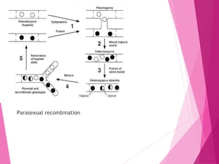 Parasexual recombination
 
