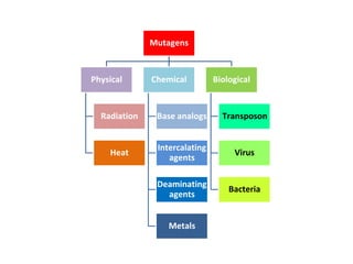 Biological
Chemical
Physical
Mutagens
Metals
Bacteria
Virus
Transposon
Deaminating
agents
Intercalating
agents
Heat
Base analogs
Radiation
 