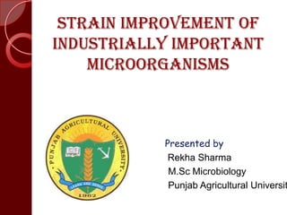 Strain improvement of
industrially important
microorganisms
Presented by
Rekha Sharma
M.Sc Microbiology
Punjab Agricultural Universit
 