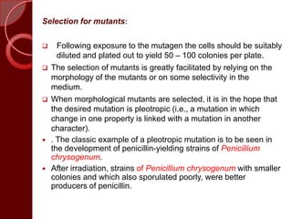 Selection for mutants:
 Following exposure to the mutagen the cells should be suitably
diluted and plated out to yield 50 – 100 colonies per plate.
 The selection of mutants is greatly facilitated by relying on the
morphology of the mutants or on some selectivity in the
medium.
 When morphological mutants are selected, it is in the hope that
the desired mutation is pleotropic (i.e., a mutation in which
change in one property is linked with a mutation in another
character).
 . The classic example of a pleotropic mutation is to be seen in
the development of penicillin-yielding strains of Penicillium
chrysogenum.
 After irradiation, strains of Penicillium chrysogenum with smaller
colonies and which also sporulated poorly, were better
producers of penicillin.
 