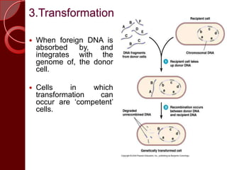 3.Transformation
 When foreign DNA is
absorbed by, and
integrates with the
genome of, the donor
cell.
 Cells in which
transformation can
occur are ‘competent’
cells.
 