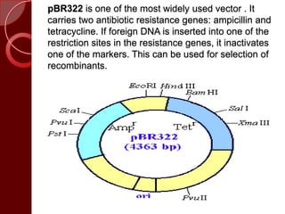 pBR322 is one of the most widely used vector . It
carries two antibiotic resistance genes: ampicillin and
tetracycline. If foreign DNA is inserted into one of the
restriction sites in the resistance genes, it inactivates
one of the markers. This can be used for selection of
recombinants.
 