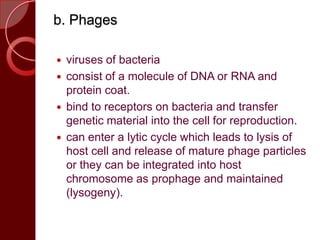 b. Phages
 viruses of bacteria
 consist of a molecule of DNA or RNA and
protein coat.
 bind to receptors on bacteria and transfer
genetic material into the cell for reproduction.
 can enter a lytic cycle which leads to lysis of
host cell and release of mature phage particles
or they can be integrated into host
chromosome as prophage and maintained
(lysogeny).
 