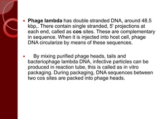  Phage lambda has double stranded DNA, around 48.5
kbp,. There contain single stranded, 5' projections at
each end, called as cos sites. These are complementary
in sequence. When it is injected into host cell, phage
DNA circularize by means of these sequences.
 By mixing purified phage heads, tails and
bacteriophage lambda DNA, infective particles can be
produced in reaction tube, this is called as in vitro
packaging. During packaging, DNA sequences between
two cos sites are packed into phage heads.
 