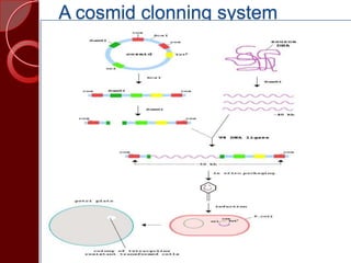 A cosmid clonning system
 