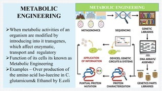 METABOLIC
ENGINEERING
When metabolic activities of an
organism are modified by
introducing into it transgenes,
which affect enzymatic,
transport and regulatory
Function of its cells its known as
Metabolic Engineering
Examples – Over production of
the amino acid Iso-luecine in C.
glutamicum& Ethanol by E.coli
METABOLIC ENGINEERING
 
