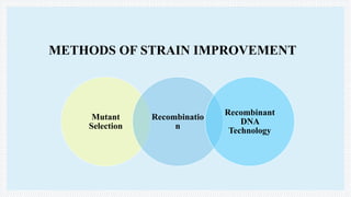 Mutant
Selection
Recombinatio
n
Recombinant
DNA
Technology
METHODS OF STRAIN IMPROVEMENT
 