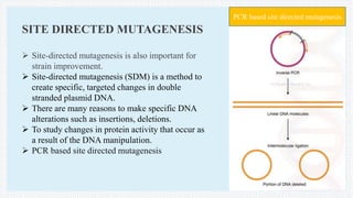 SITE DIRECTED MUTAGENESIS
 Site-directed mutagenesis is also important for
strain improvement.
 Site-directed mutagenesis (SDM) is a method to
create specific, targeted changes in double
stranded plasmid DNA.
 There are many reasons to make specific DNA
alterations such as insertions, deletions.
 To study changes in protein activity that occur as
a result of the DNA manipulation.
 PCR based site directed mutagenesis
PCR based site directed mutagenesis
 