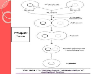 Protoplast
fusion
 