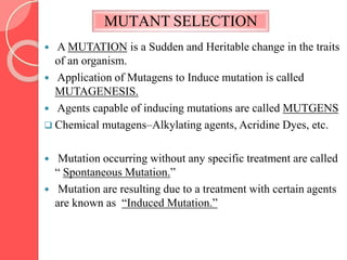 MUTANT SELECTION
 A MUTATION is a Sudden and Heritable change in the traits
of an organism.
 Application of Mutagens to Induce mutation is called
MUTAGENESIS.
 Agents capable of inducing mutations are called MUTGENS
 Chemical mutagens–Alkylating agents, Acridine Dyes, etc.
 Mutation occurring without any specific treatment are called
“ Spontaneous Mutation.”
 Mutation are resulting due to a treatment with certain agents
are known as “Induced Mutation.”
 