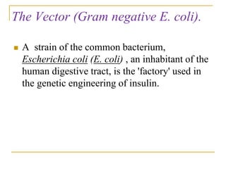 The Vector (Gram negative E. coli).
 A strain of the common bacterium,
Escherichia coli (E. coli) , an inhabitant of the
human digestive tract, is the 'factory' used in
the genetic engineering of insulin.
 