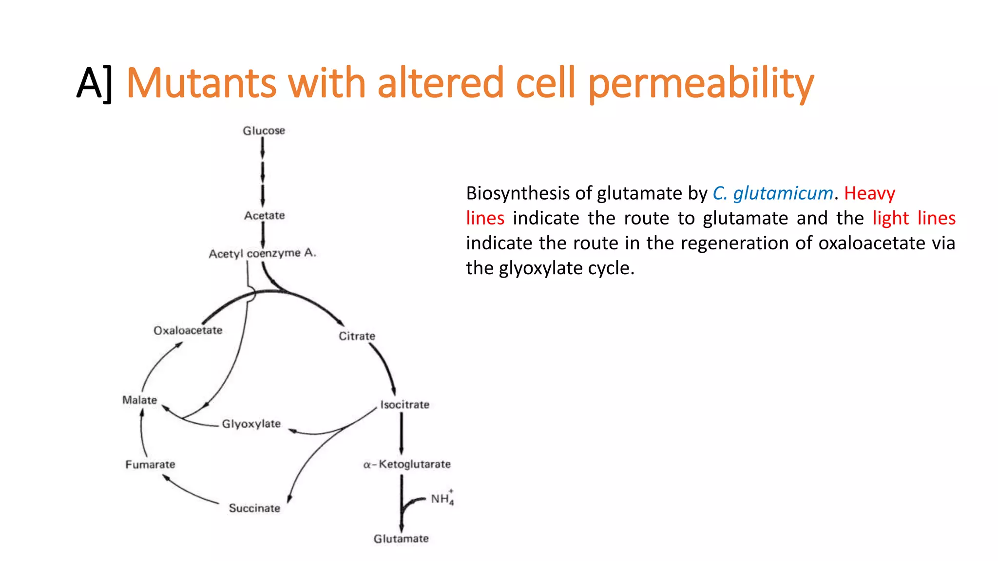 A] Mutants with altered cell permeability
Biosynthesis of glutamate by C. glutamicum. Heavy
lines indicate the route to glutamate and the light lines
indicate the route in the regeneration of oxaloacetate via
the glyoxylate cycle.
 
