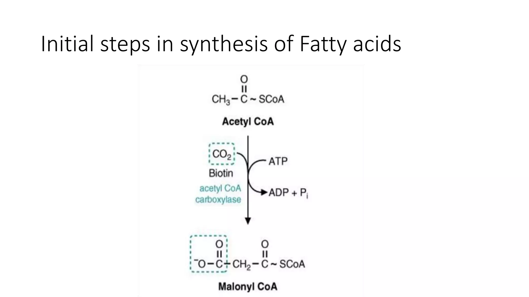 Initial steps in synthesis of Fatty acids
 