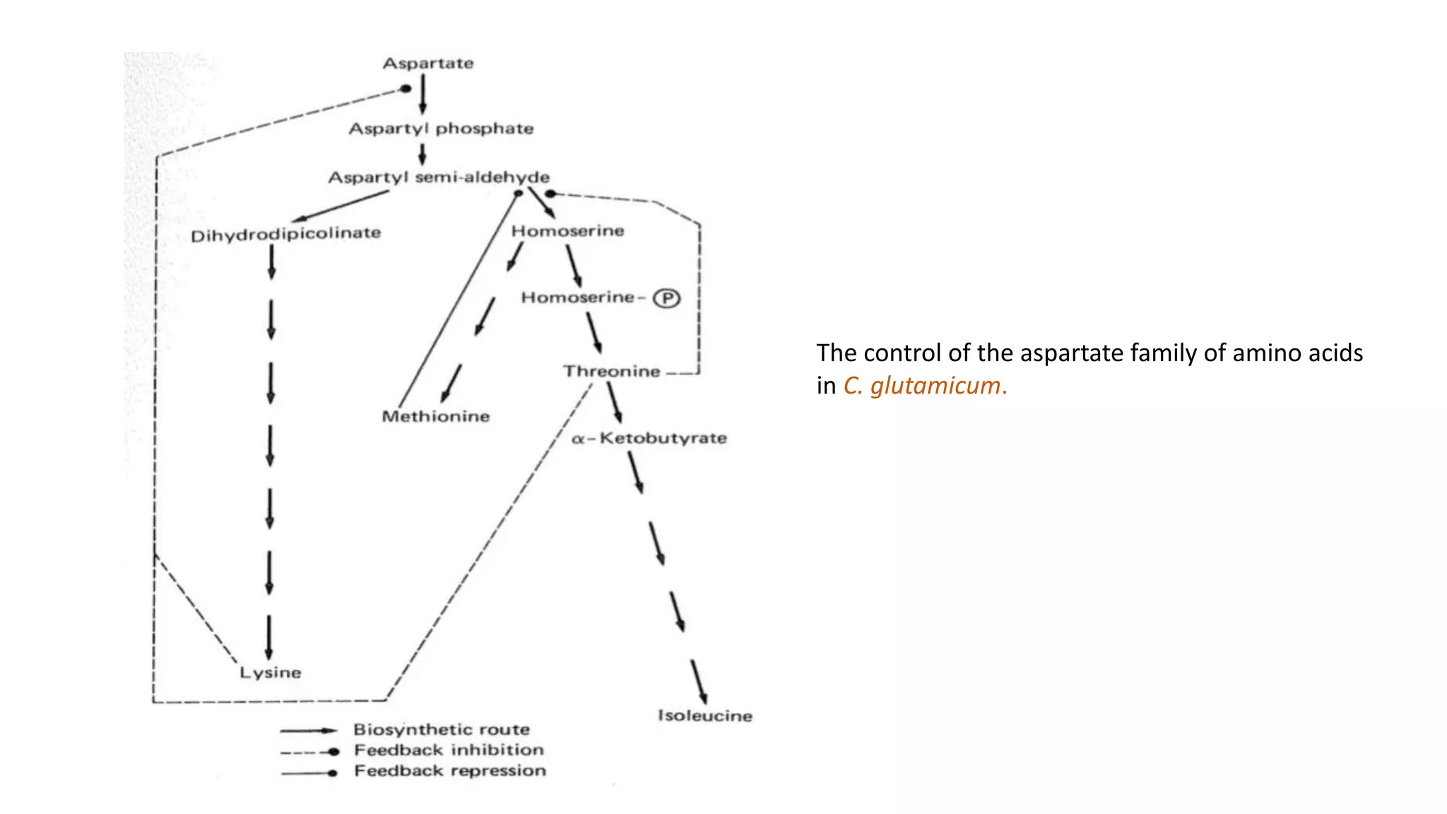 The control of the aspartate family of amino acids
in C. glutamicum.
 