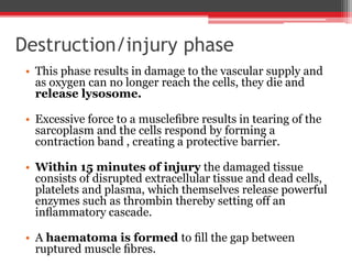 Destruction/injury phase
• This phase results in damage to the vascular supply and
as oxygen can no longer reach the cells, they die and
release lysosome.
• Excessive force to a muscleﬁbre results in tearing of the
sarcoplasm and the cells respond by forming a
contraction band , creating a protective barrier.
• Within 15 minutes of injury the damaged tissue
consists of disrupted extracellular tissue and dead cells,
platelets and plasma, which themselves release powerful
enzymes such as thrombin thereby setting off an
inﬂammatory cascade.
• A haematoma is formed to ﬁll the gap between
ruptured muscle ﬁbres.
 