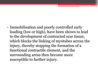 • Immobilisation and poorly controlled early
loading (low or high), have been shown to lead
to the development of contracted scar tissue,
which blocks the linking of myotubes across the
injury, thereby stopping the formation of a
functional contractile element, and the
surrounding areas then become more
susceptible to further injury.
 