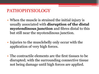• When the muscle is strained the initial injury is
usually associated with disruption of the distal
myotendinous junction and ﬁbres distal to this
but still near the myotendinous junction.
• Injuries to the musclebelly only occur with the
application of very high forces.
• The contractile elements are the ﬁrst tissues to be
disrupted; with the surrounding connective tissue
not being damage until high forces are applied.
PATHOPHYSIOLOGY
 