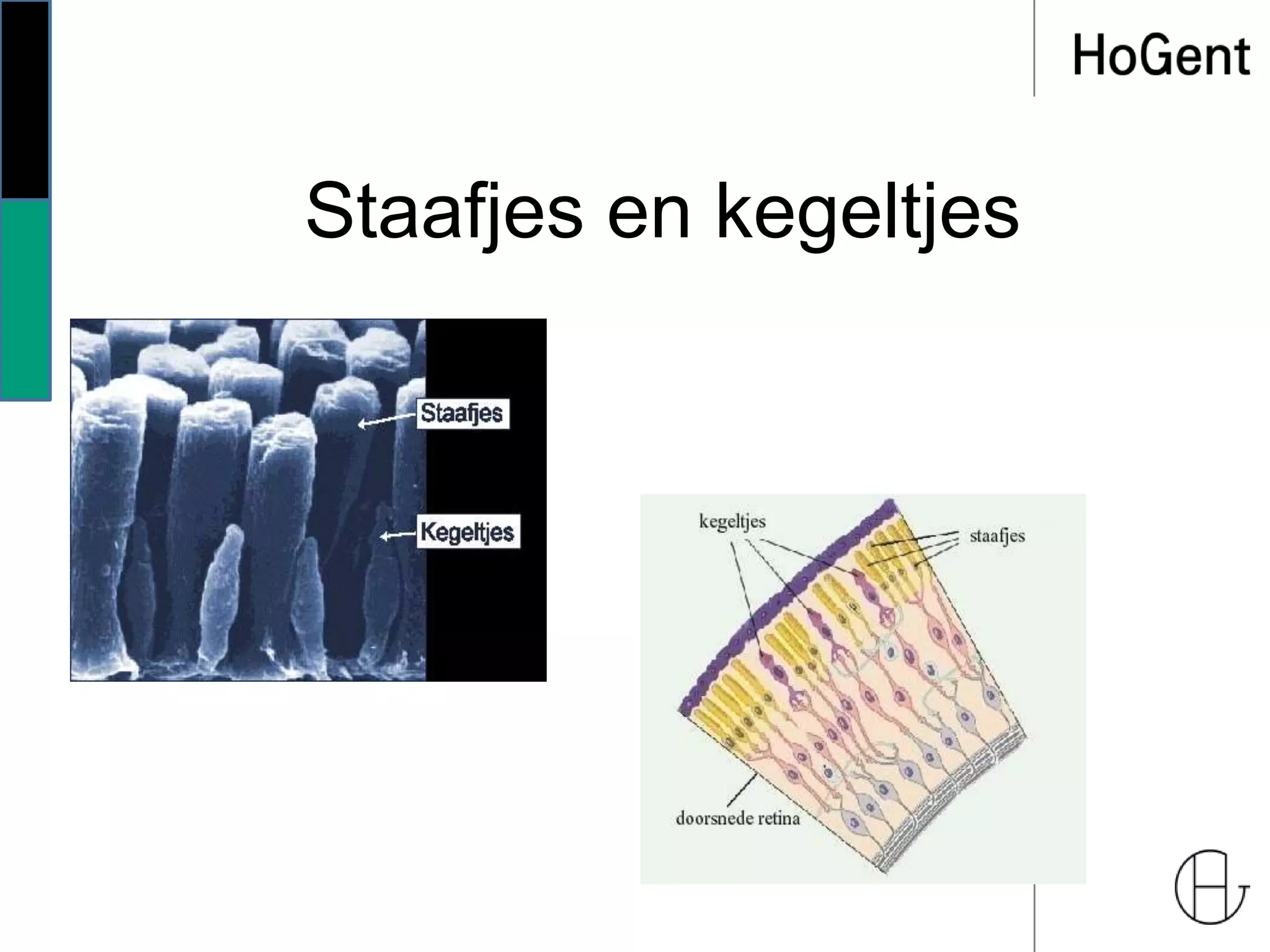 Staafjes en kegeltjes
 
