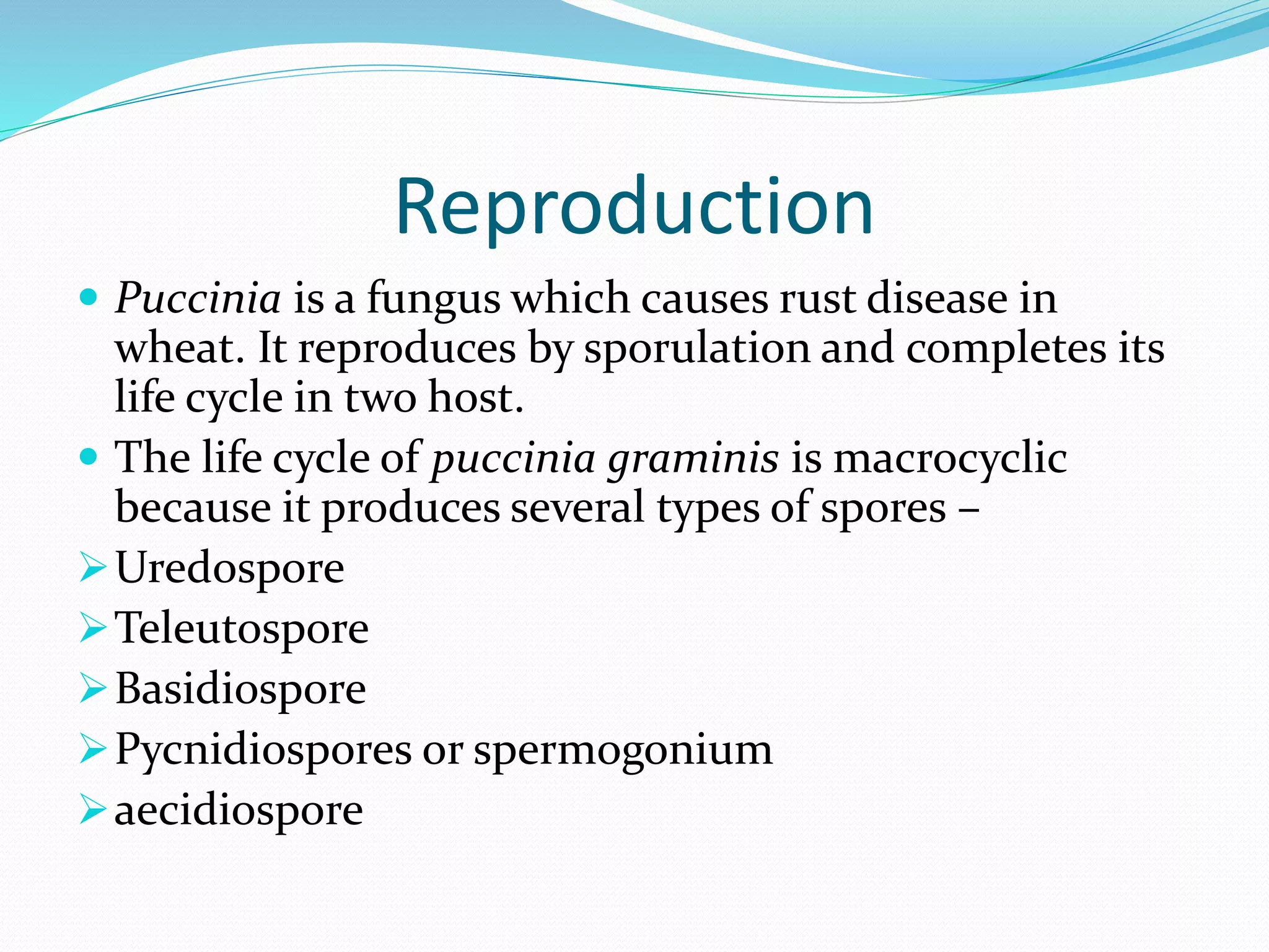 Reproduction
 Puccinia is a fungus which causes rust disease in
wheat. It reproduces by sporulation and completes its
life cycle in two host.
 The life cycle of puccinia graminis is macrocyclic
because it produces several types of spores –
Uredospore
Teleutospore
Basidiospore
Pycnidiospores or spermogonium
aecidiospore
 