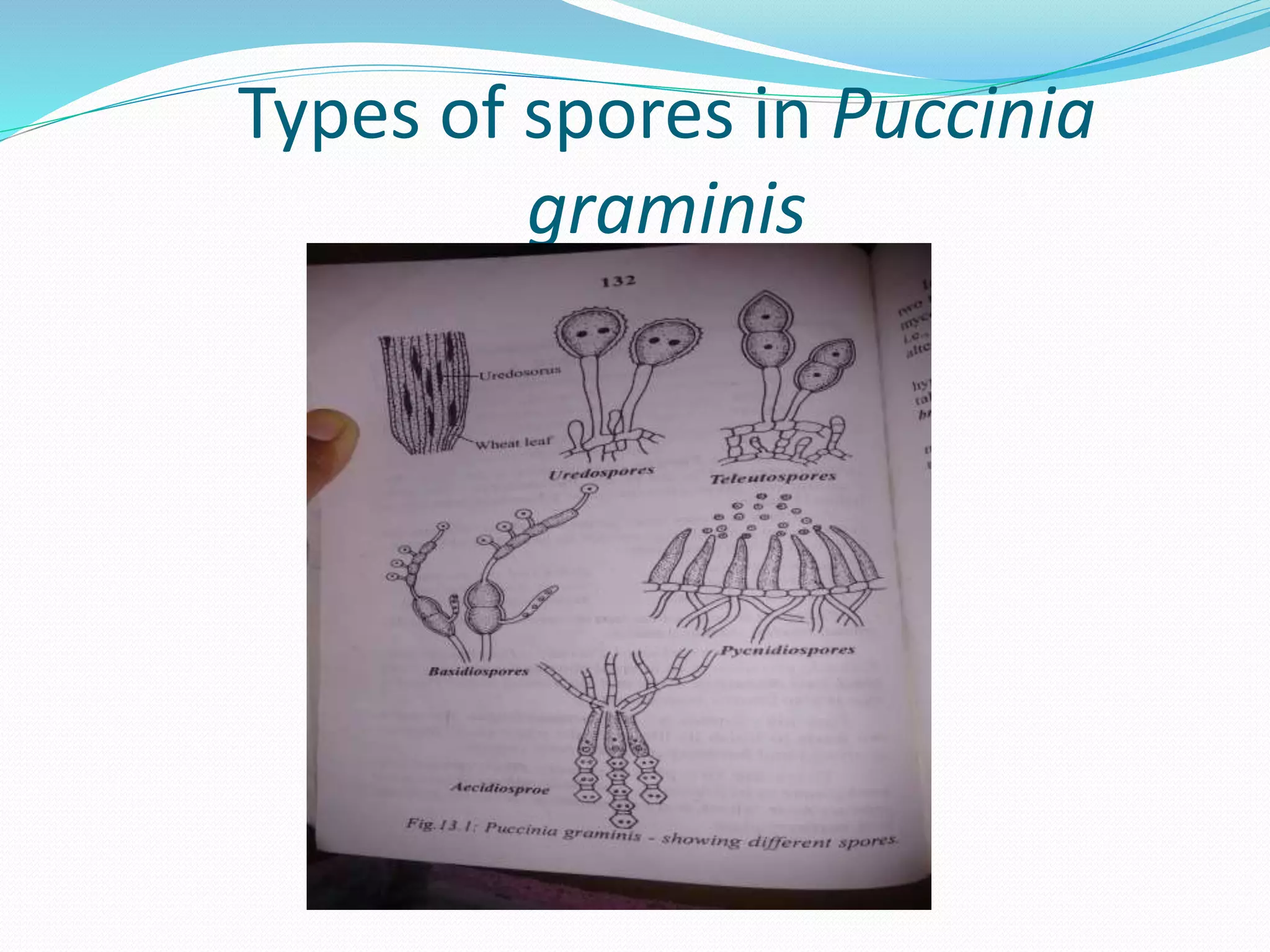 Types of spores in Puccinia
graminis
 