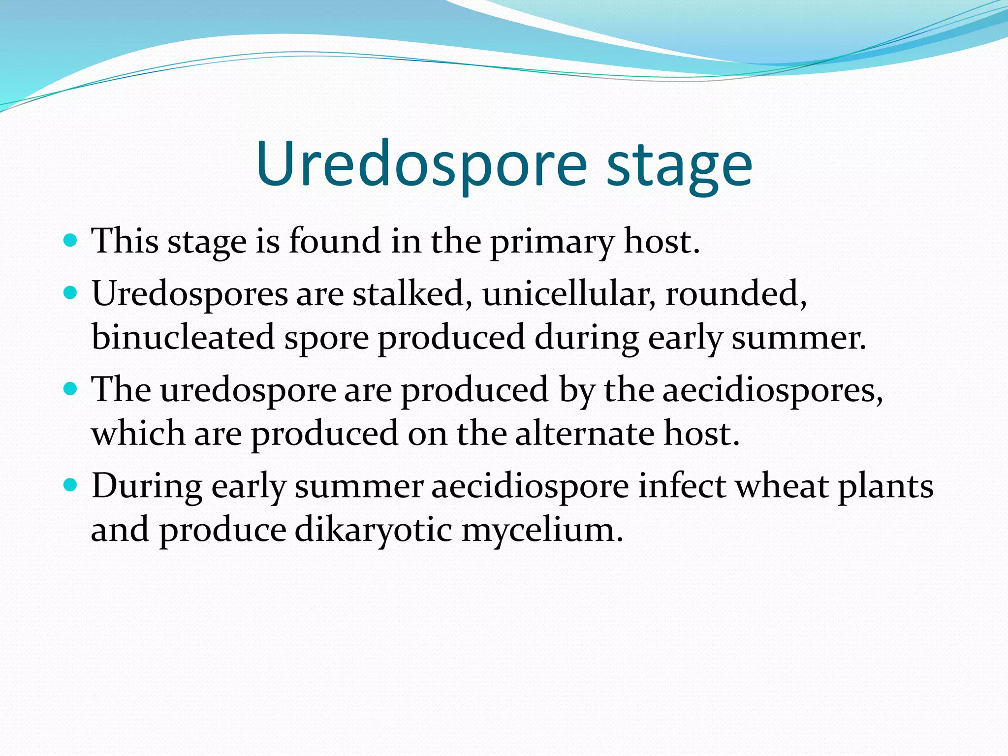 Uredospore stage
 This stage is found in the primary host.
 Uredospores are stalked, unicellular, rounded,
binucleated spore produced during early summer.
 The uredospore are produced by the aecidiospores,
which are produced on the alternate host.
 During early summer aecidiospore infect wheat plants
and produce dikaryotic mycelium.
 