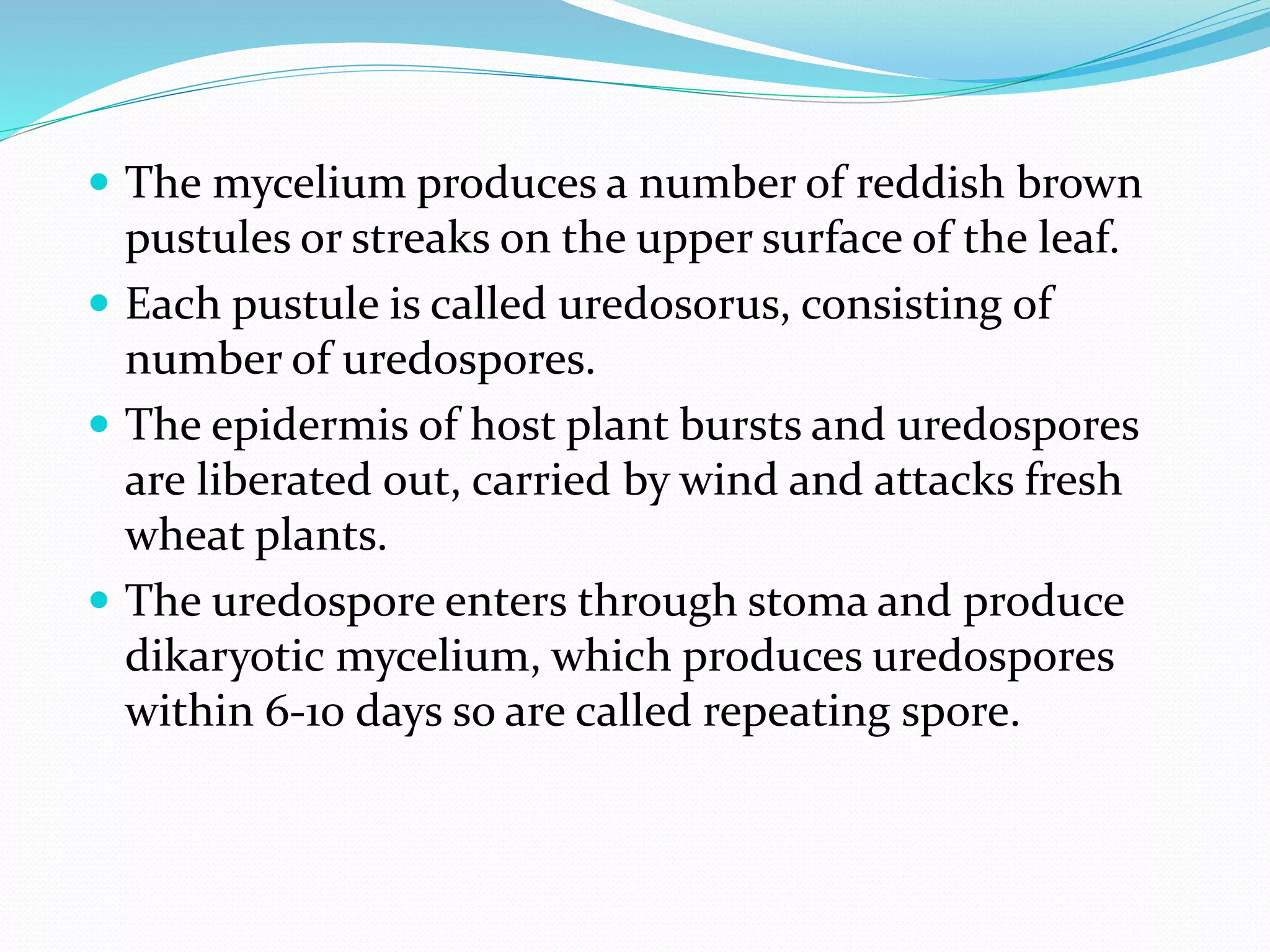  The mycelium produces a number of reddish brown
pustules or streaks on the upper surface of the leaf.
 Each pustule is called uredosorus, consisting of
number of uredospores.
 The epidermis of host plant bursts and uredospores
are liberated out, carried by wind and attacks fresh
wheat plants.
 The uredospore enters through stoma and produce
dikaryotic mycelium, which produces uredospores
within 6-10 days so are called repeating spore.
 