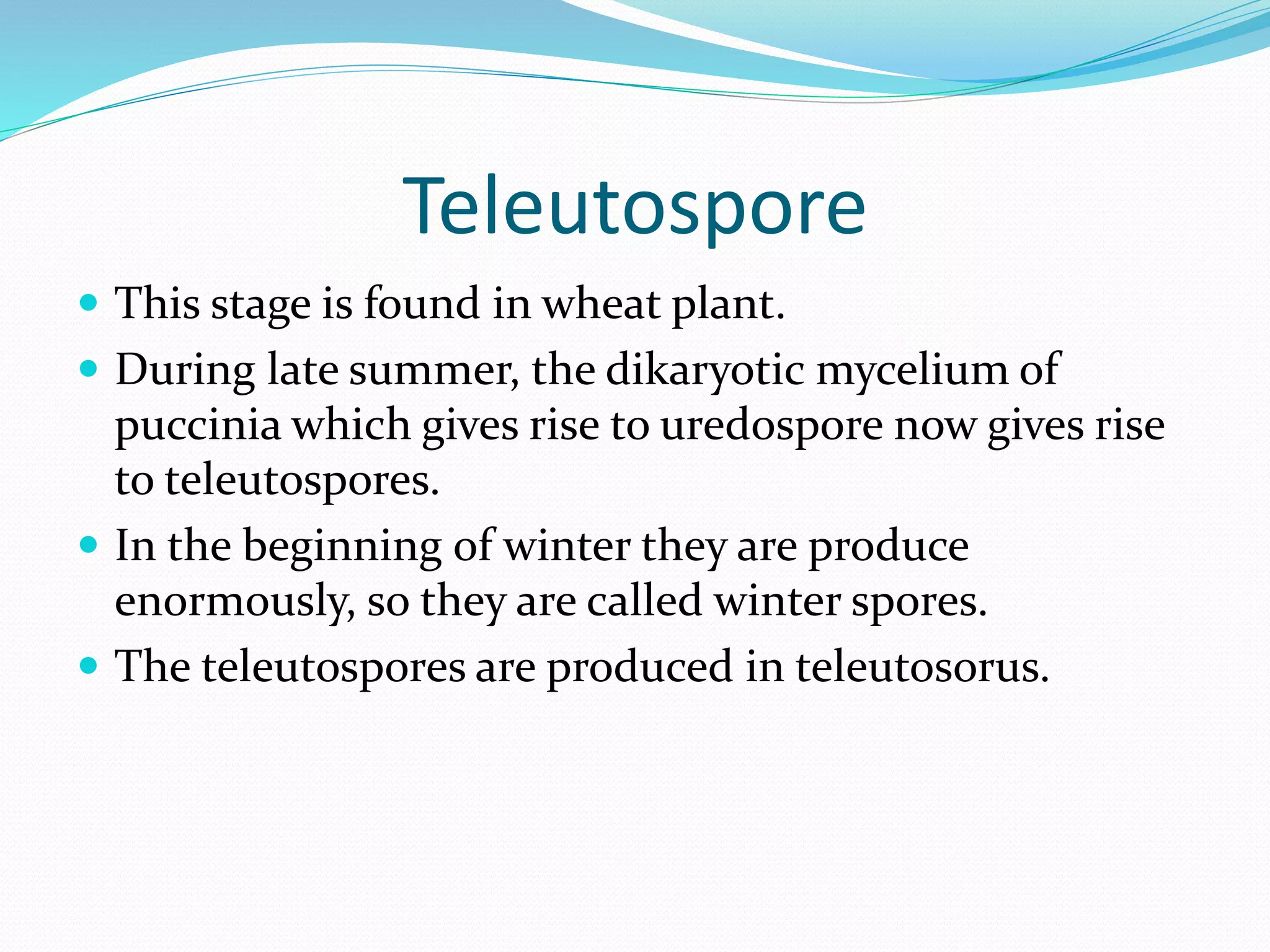 Teleutospore
 This stage is found in wheat plant.
 During late summer, the dikaryotic mycelium of
puccinia which gives rise to uredospore now gives rise
to teleutospores.
 In the beginning of winter they are produce
enormously, so they are called winter spores.
 The teleutospores are produced in teleutosorus.
 