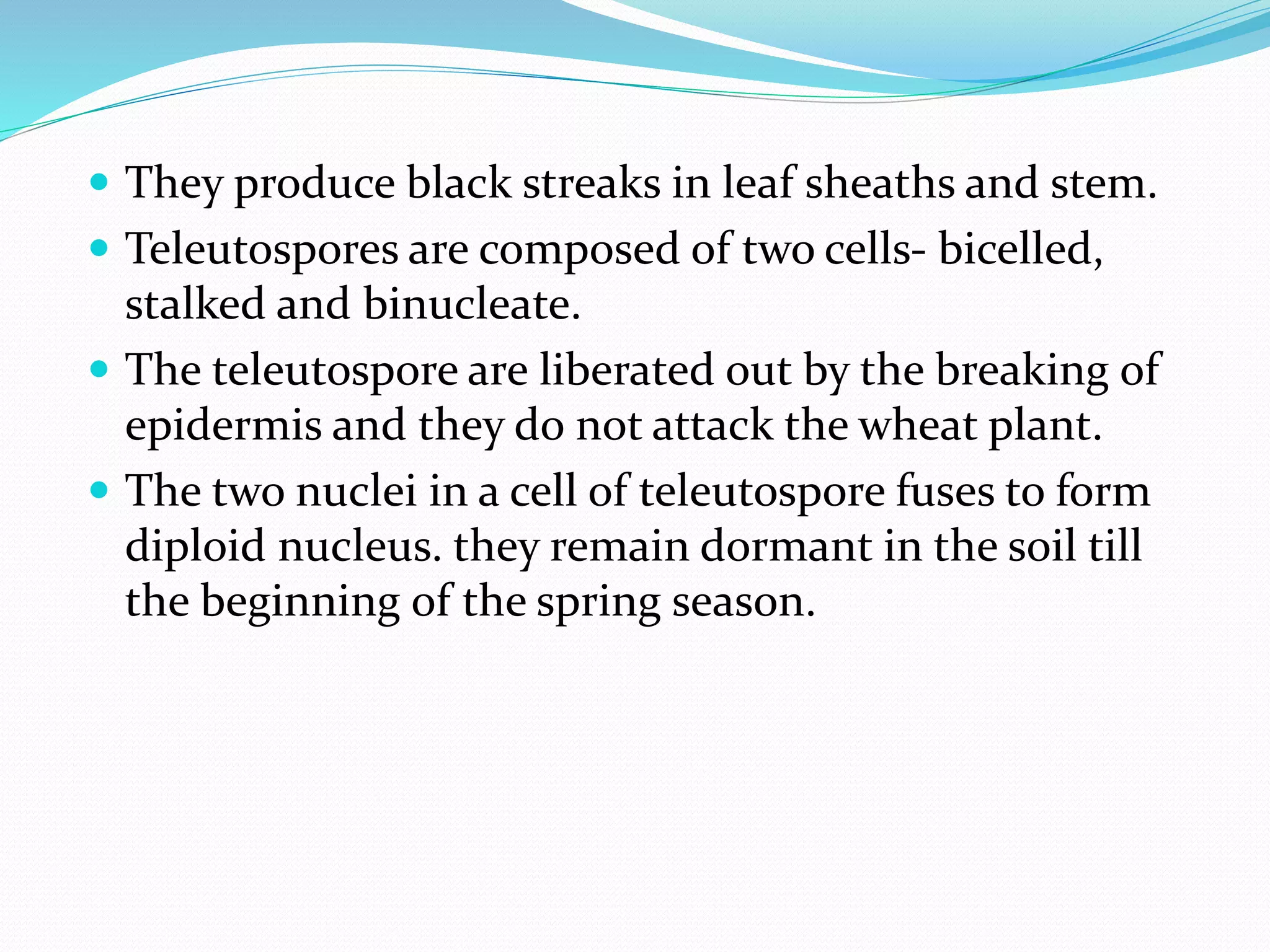  They produce black streaks in leaf sheaths and stem.
 Teleutospores are composed of two cells- bicelled,
stalked and binucleate.
 The teleutospore are liberated out by the breaking of
epidermis and they do not attack the wheat plant.
 The two nuclei in a cell of teleutospore fuses to form
diploid nucleus. they remain dormant in the soil till
the beginning of the spring season.
 