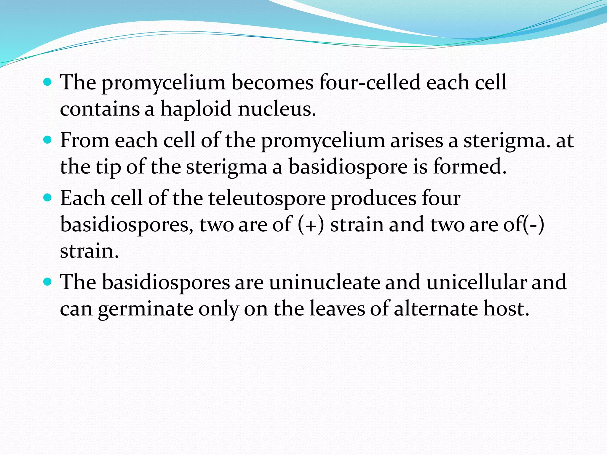  The promycelium becomes four-celled each cell
contains a haploid nucleus.
 From each cell of the promycelium arises a sterigma. at
the tip of the sterigma a basidiospore is formed.
 Each cell of the teleutospore produces four
basidiospores, two are of (+) strain and two are of(-)
strain.
 The basidiospores are uninucleate and unicellular and
can germinate only on the leaves of alternate host.
 