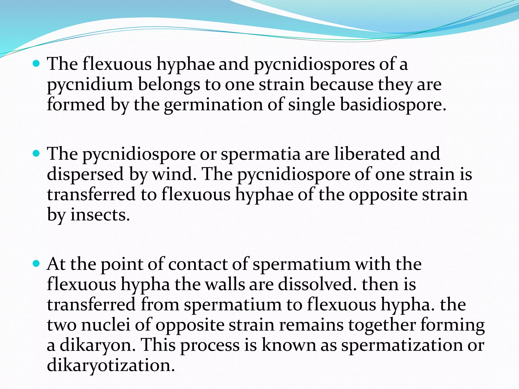  The flexuous hyphae and pycnidiospores of a
pycnidium belongs to one strain because they are
formed by the germination of single basidiospore.
 The pycnidiospore or spermatia are liberated and
dispersed by wind. The pycnidiospore of one strain is
transferred to flexuous hyphae of the opposite strain
by insects.
 At the point of contact of spermatium with the
flexuous hypha the walls are dissolved. then is
transferred from spermatium to flexuous hypha. the
two nuclei of opposite strain remains together forming
a dikaryon. This process is known as spermatization or
dikaryotization.
 