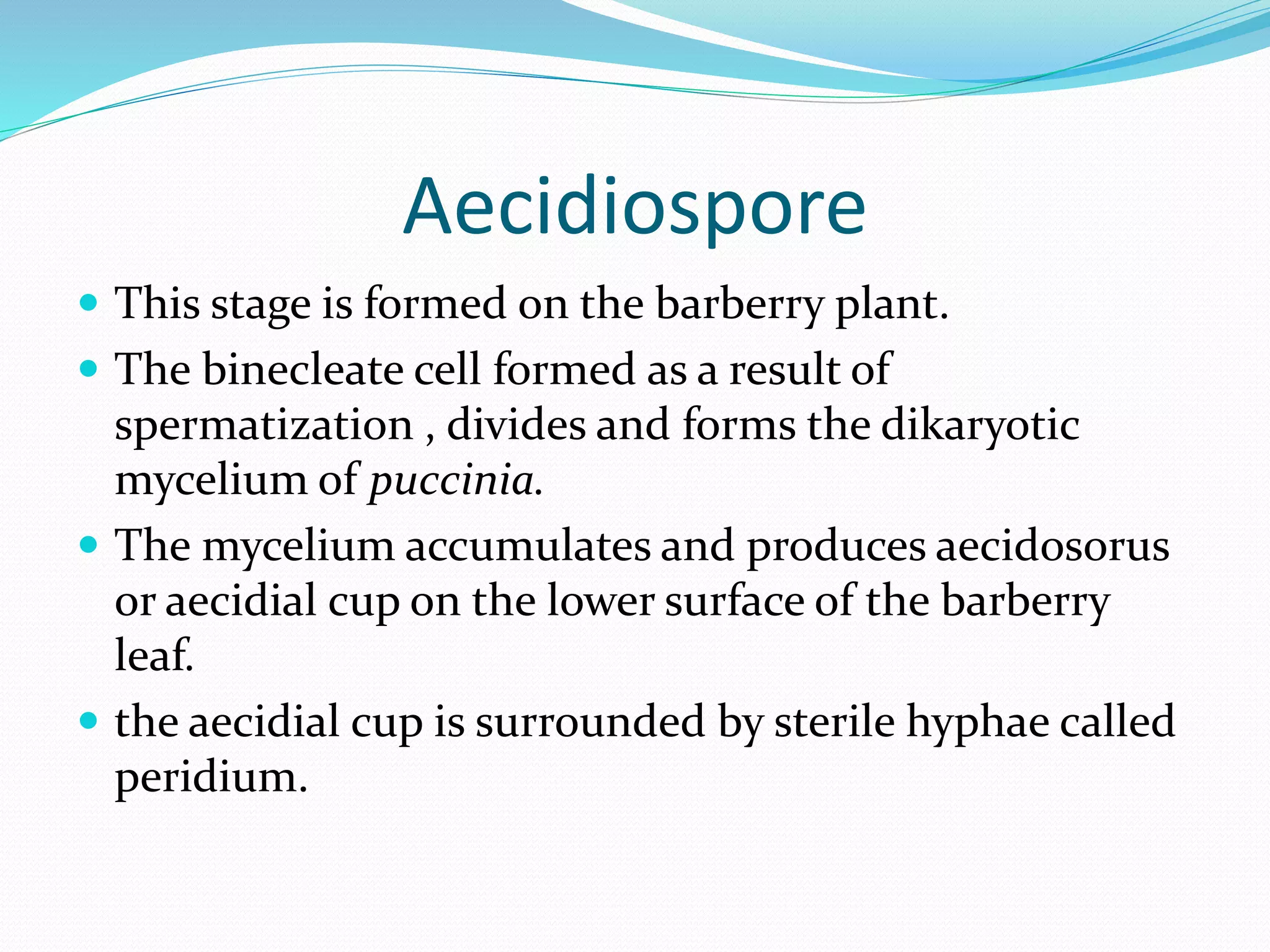 Aecidiospore
 This stage is formed on the barberry plant.
 The binecleate cell formed as a result of
spermatization , divides and forms the dikaryotic
mycelium of puccinia.
 The mycelium accumulates and produces aecidosorus
or aecidial cup on the lower surface of the barberry
leaf.
 the aecidial cup is surrounded by sterile hyphae called
peridium.
 