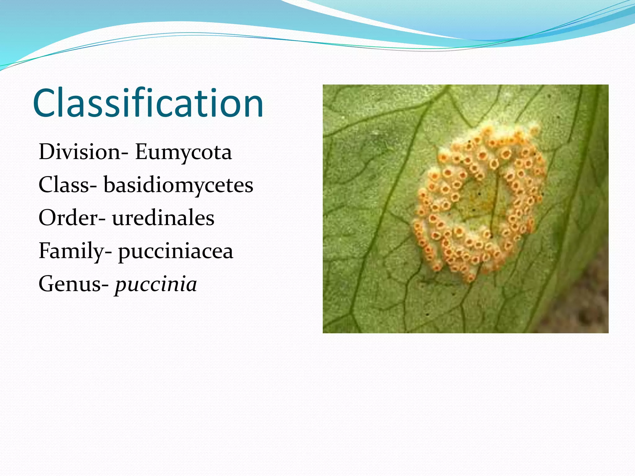Classification
Division- Eumycota
Class- basidiomycetes
Order- uredinales
Family- pucciniacea
Genus- puccinia
 