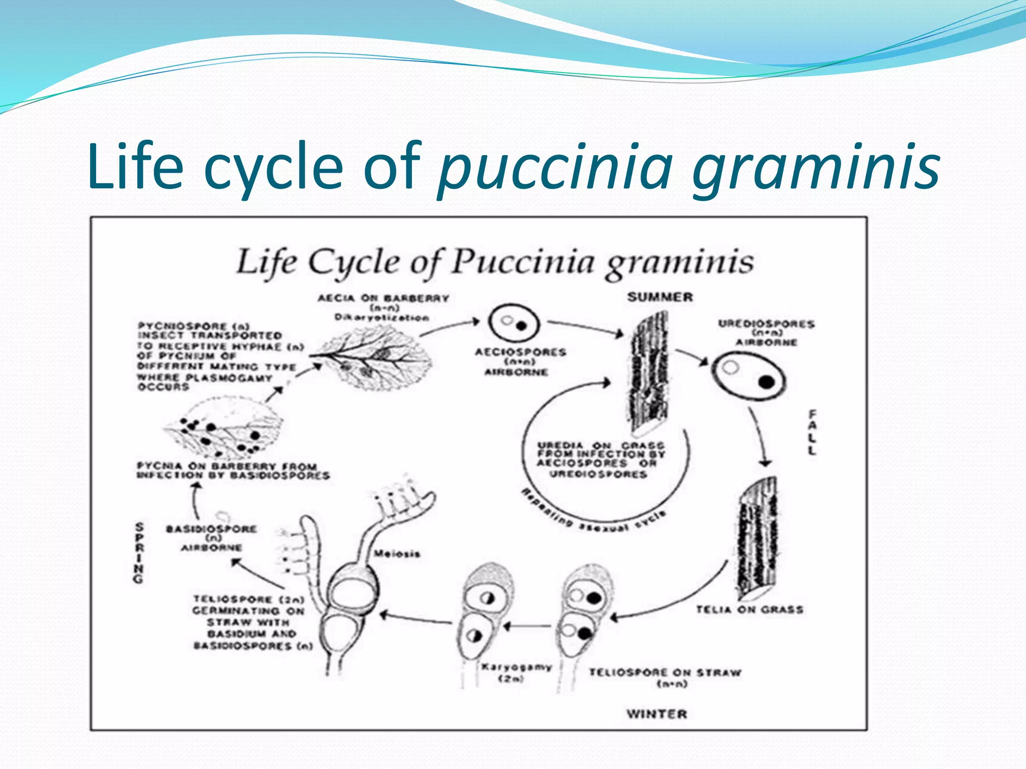 Life cycle of puccinia graminis
 