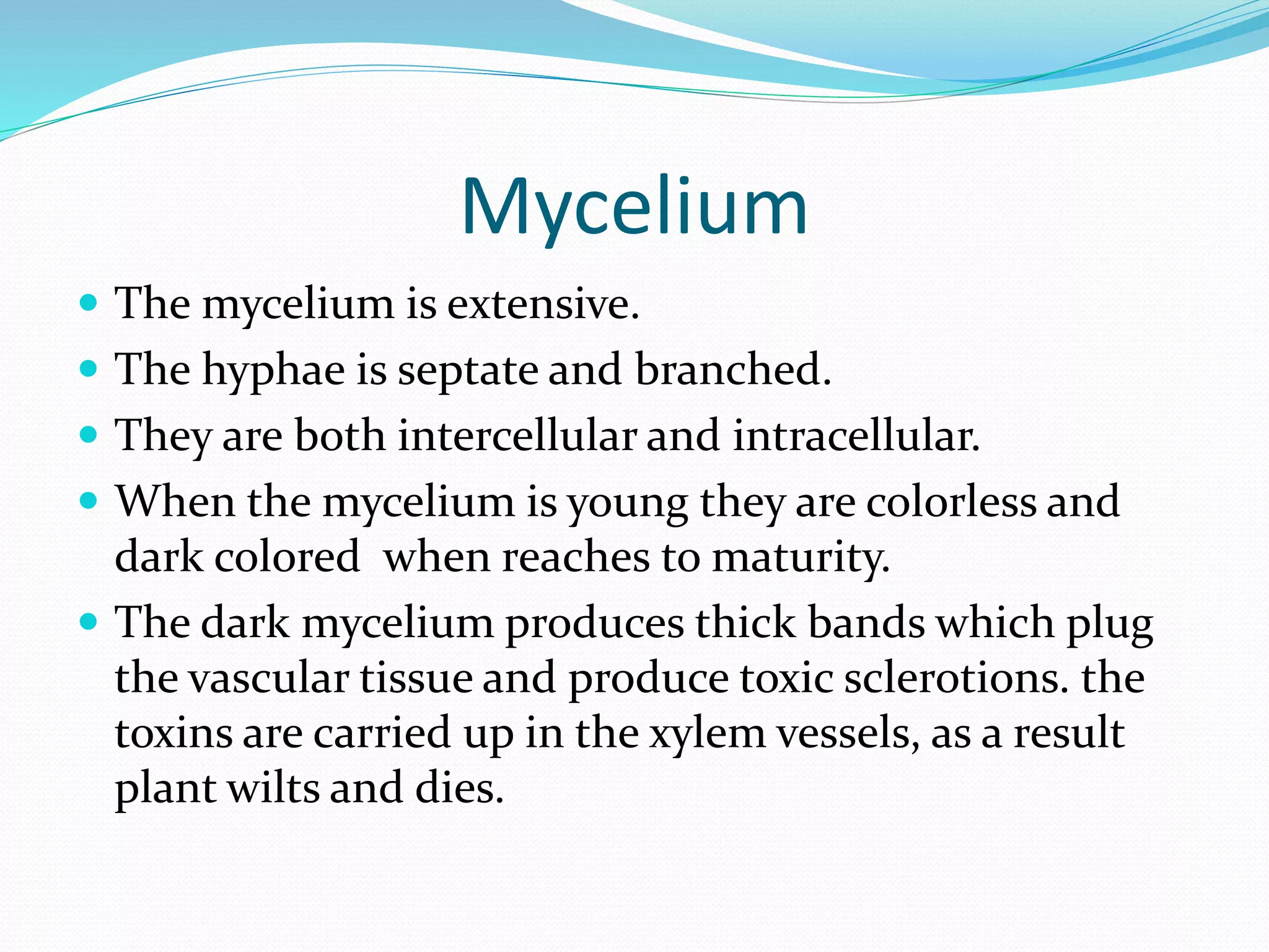 Mycelium
 The mycelium is extensive.
 The hyphae is septate and branched.
 They are both intercellular and intracellular.
 When the mycelium is young they are colorless and
dark colored when reaches to maturity.
 The dark mycelium produces thick bands which plug
the vascular tissue and produce toxic sclerotions. the
toxins are carried up in the xylem vessels, as a result
plant wilts and dies.
 