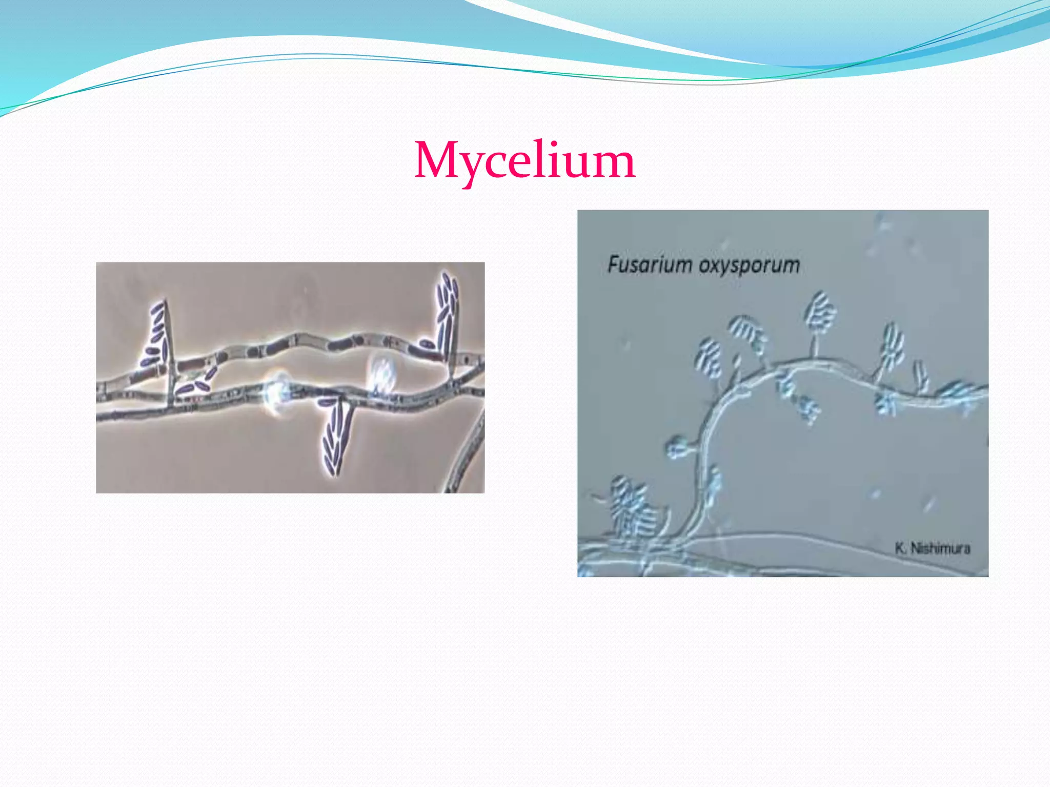Mycelium
 
