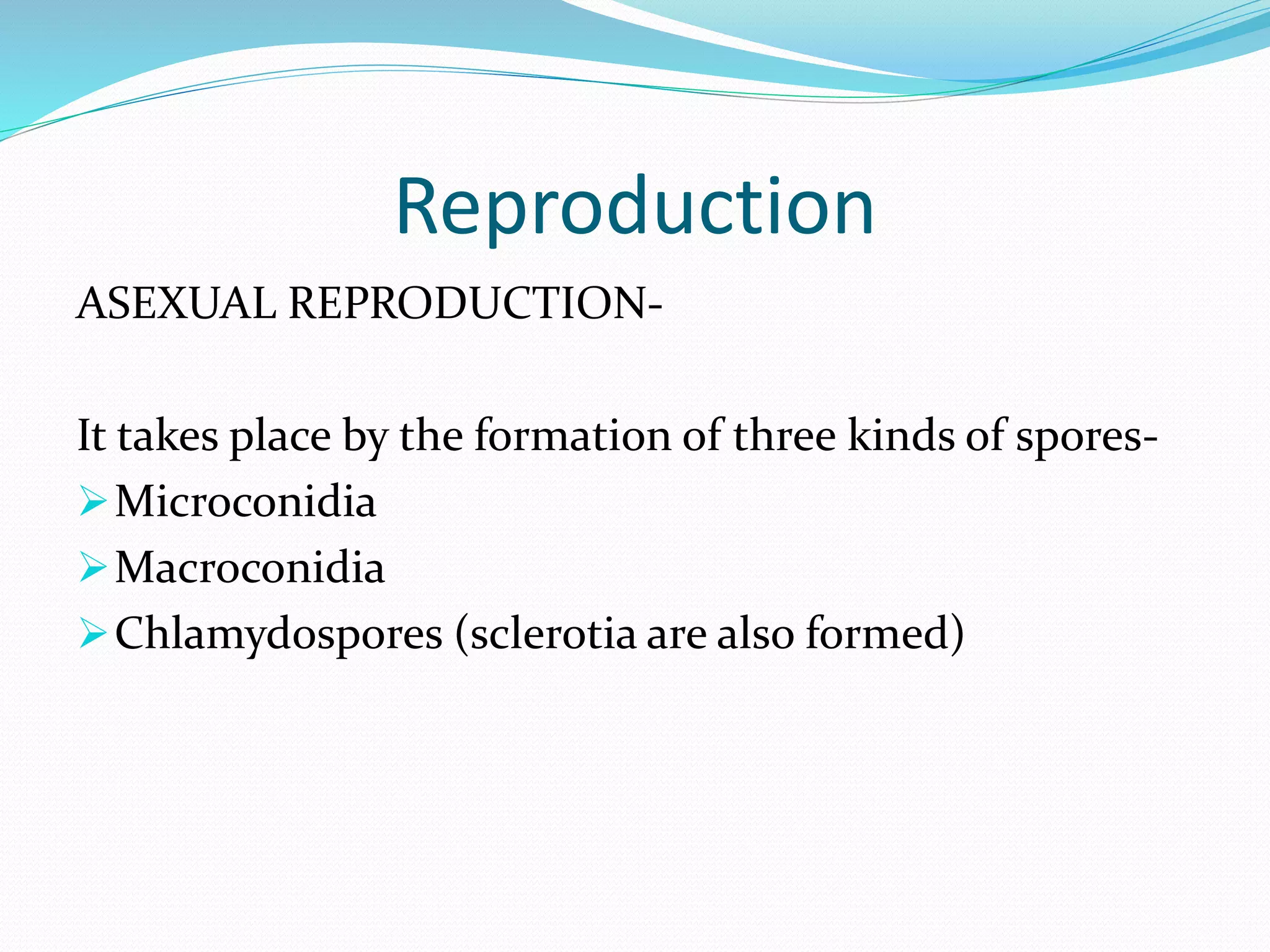 Reproduction
ASEXUAL REPRODUCTION-
It takes place by the formation of three kinds of spores-
Microconidia
Macroconidia
Chlamydospores (sclerotia are also formed)
 
